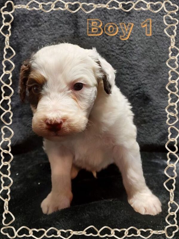Boy 1
