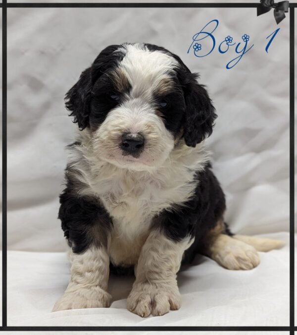 Boy 1