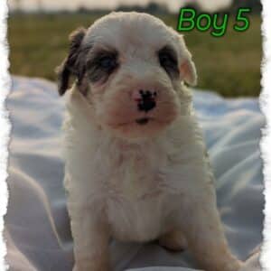 Boy 5