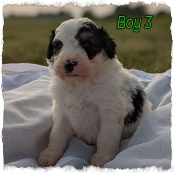 Boy 3