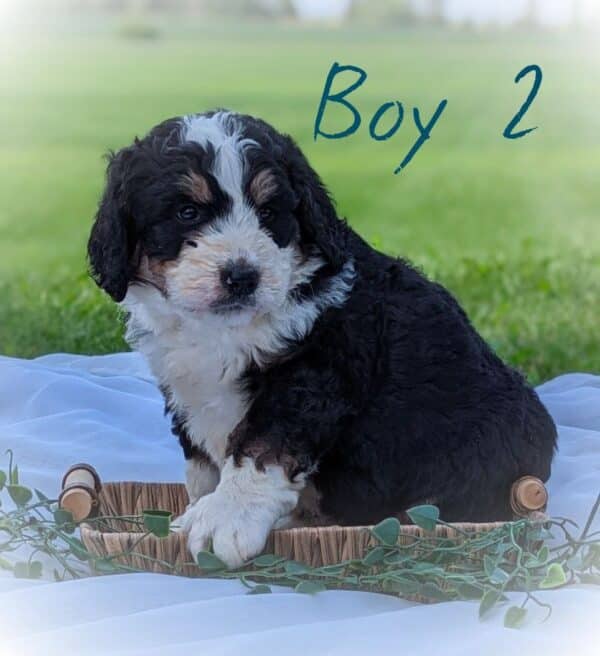 Boy 2