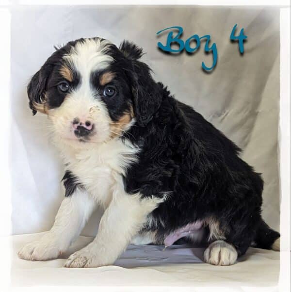 Boy 4