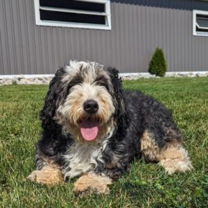 Dixie