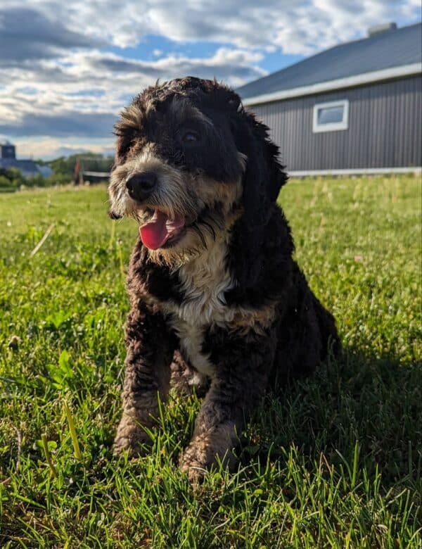 Dixie