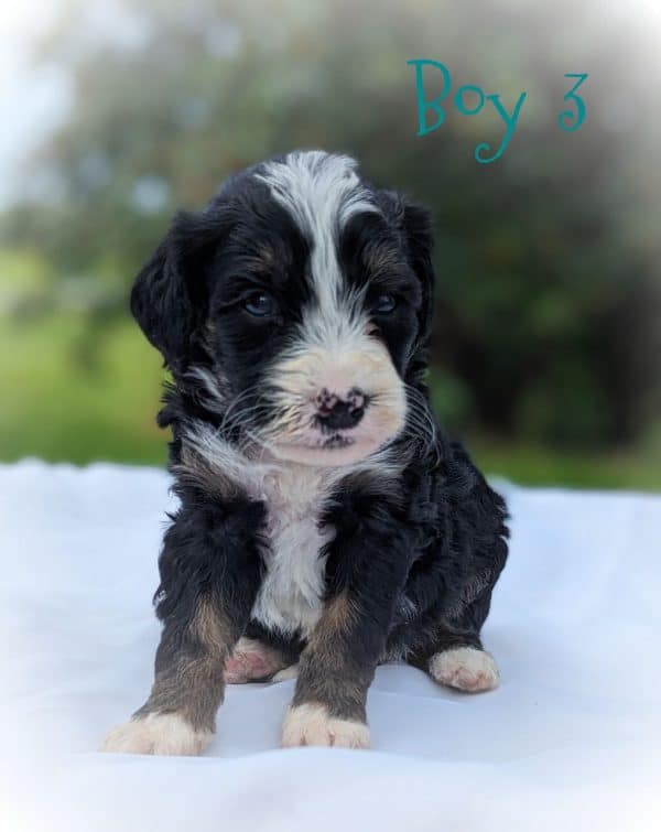 Boy 3