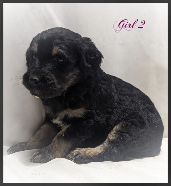Girl 2