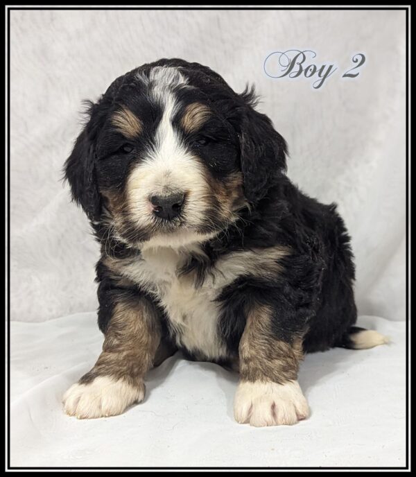 Boy 2