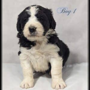 Boy 1