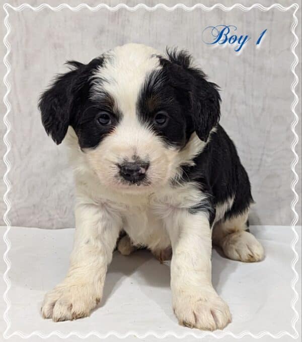 Boy 1