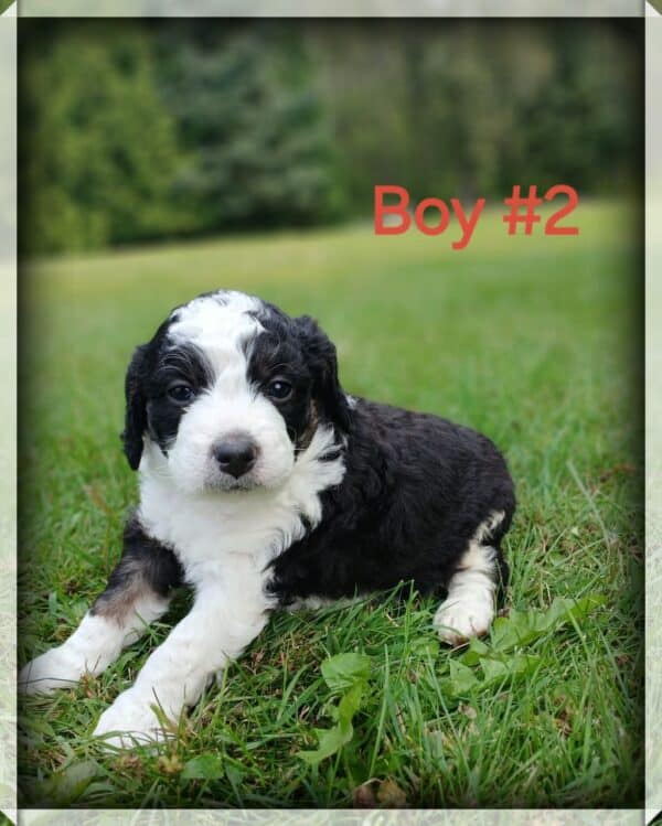 Boy 2