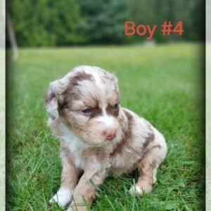 Boy 4