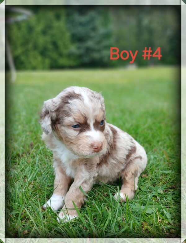 Boy 4