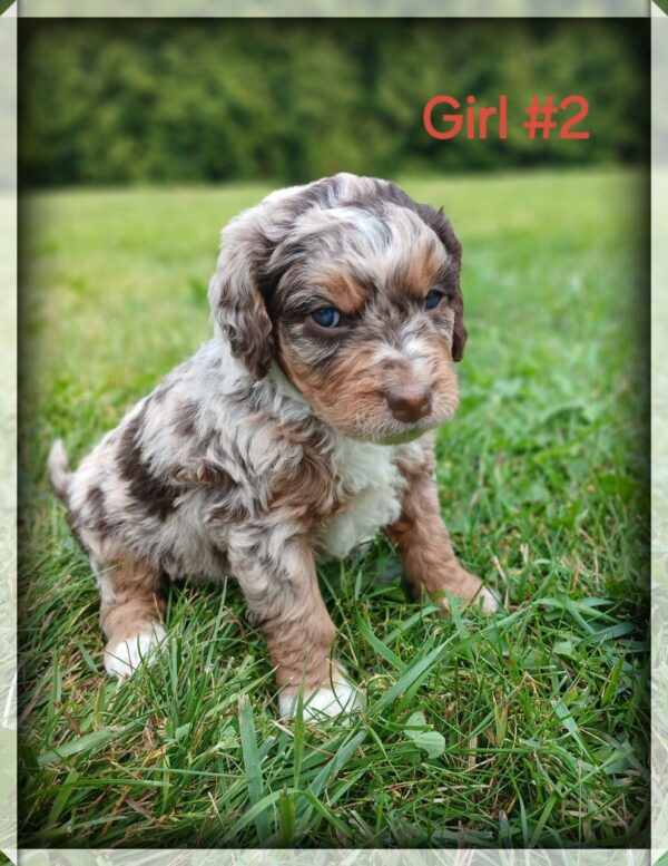 Girl 2