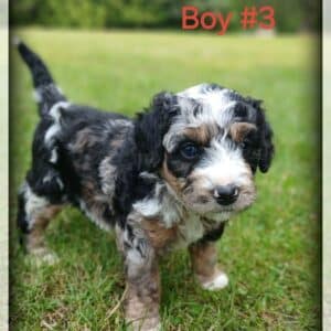 Boy 3