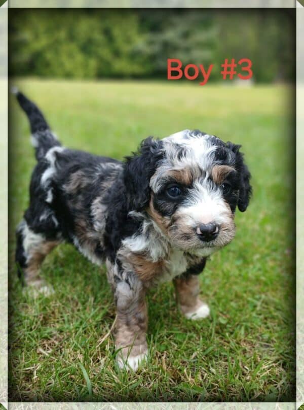 Boy 3