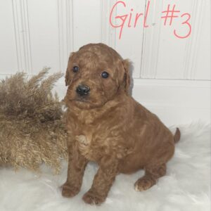 Girl 3