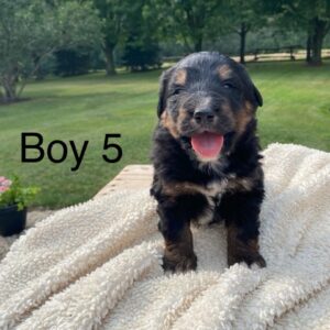 Boy 5