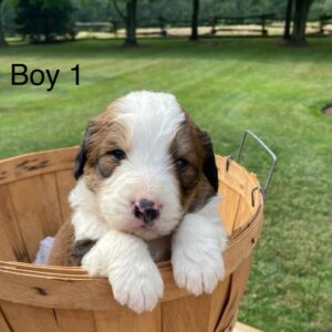 Boy 1