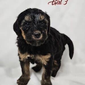 Girl 3