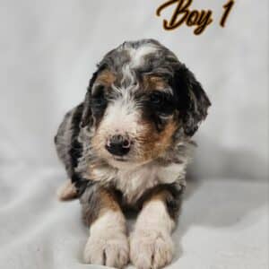 Boy 1